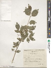 Euonymus europaeus image