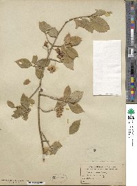 Euonymus europaeus image