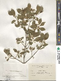 Euonymus europaeus image