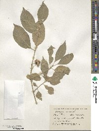 Euonymus europaeus image