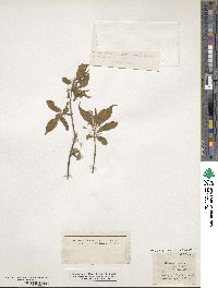 Euonymus europaeus image