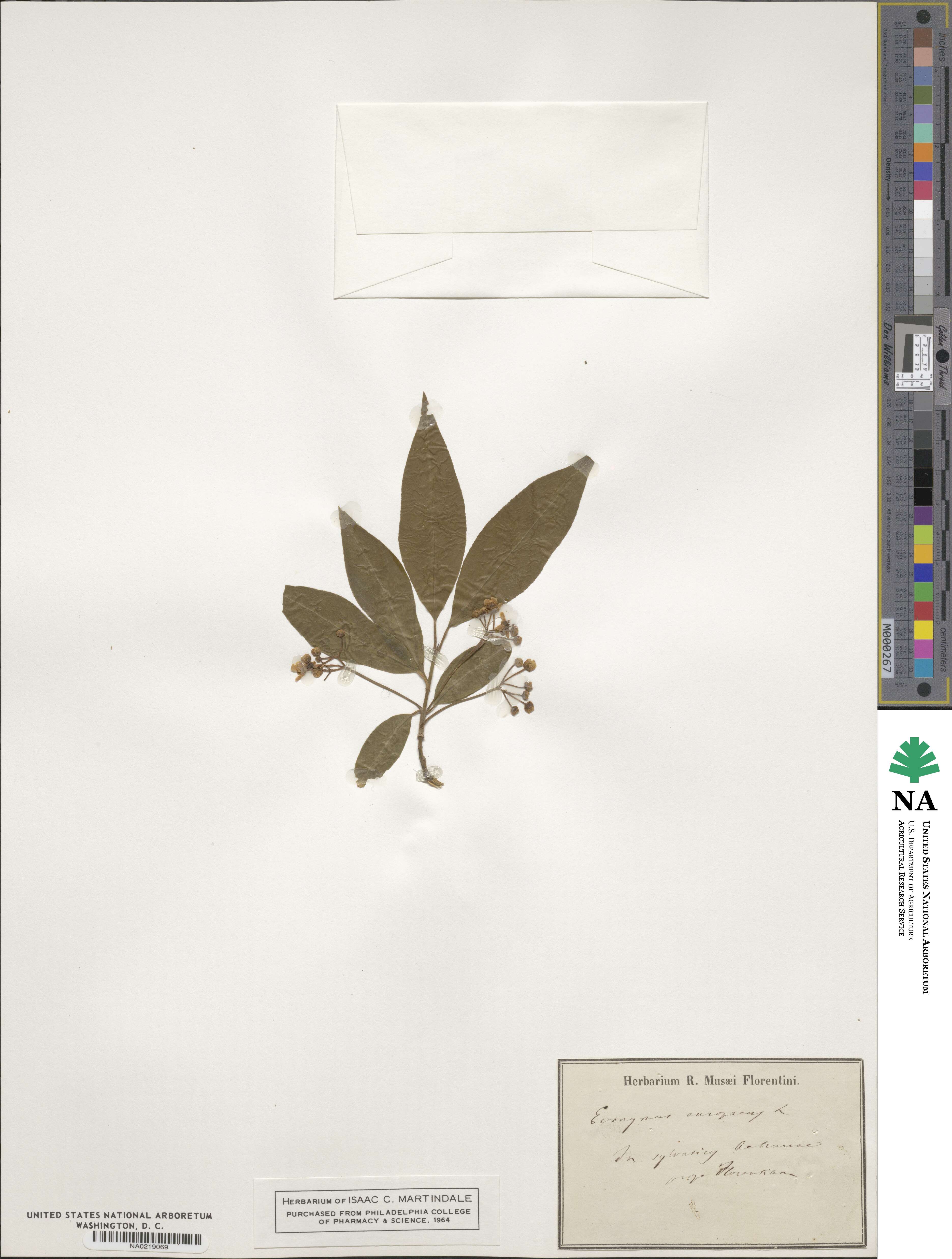 Euonymus europaeus image