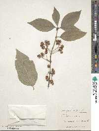 Euonymus europaeus image