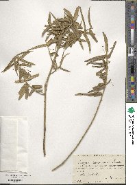 Euonymus nanus image