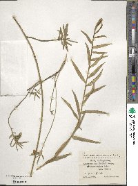 Euonymus nanus image