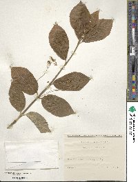 Euonymus latifolius image