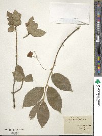 Euonymus latifolius image