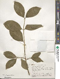 Euonymus latifolius image