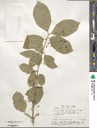 Euonymus latifolius image