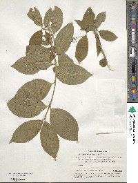 Euonymus latifolius image