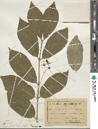 Euonymus latifolius image