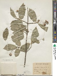 Euonymus latifolius image