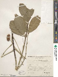 Euonymus latifolius image