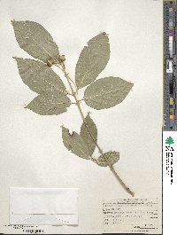 Euonymus latifolius image