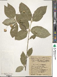 Euonymus latifolius image