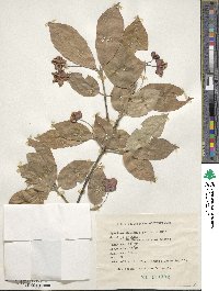 Euonymus latifolius image