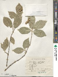 Euonymus latifolius image