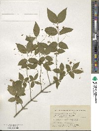 Euonymus verrucosus image