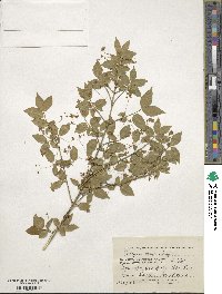 Euonymus verrucosus image