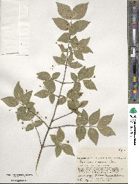 Euonymus verrucosus image