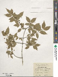 Euonymus verrucosus image