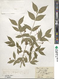 Euonymus verrucosus image