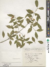 Euonymus verrucosus image