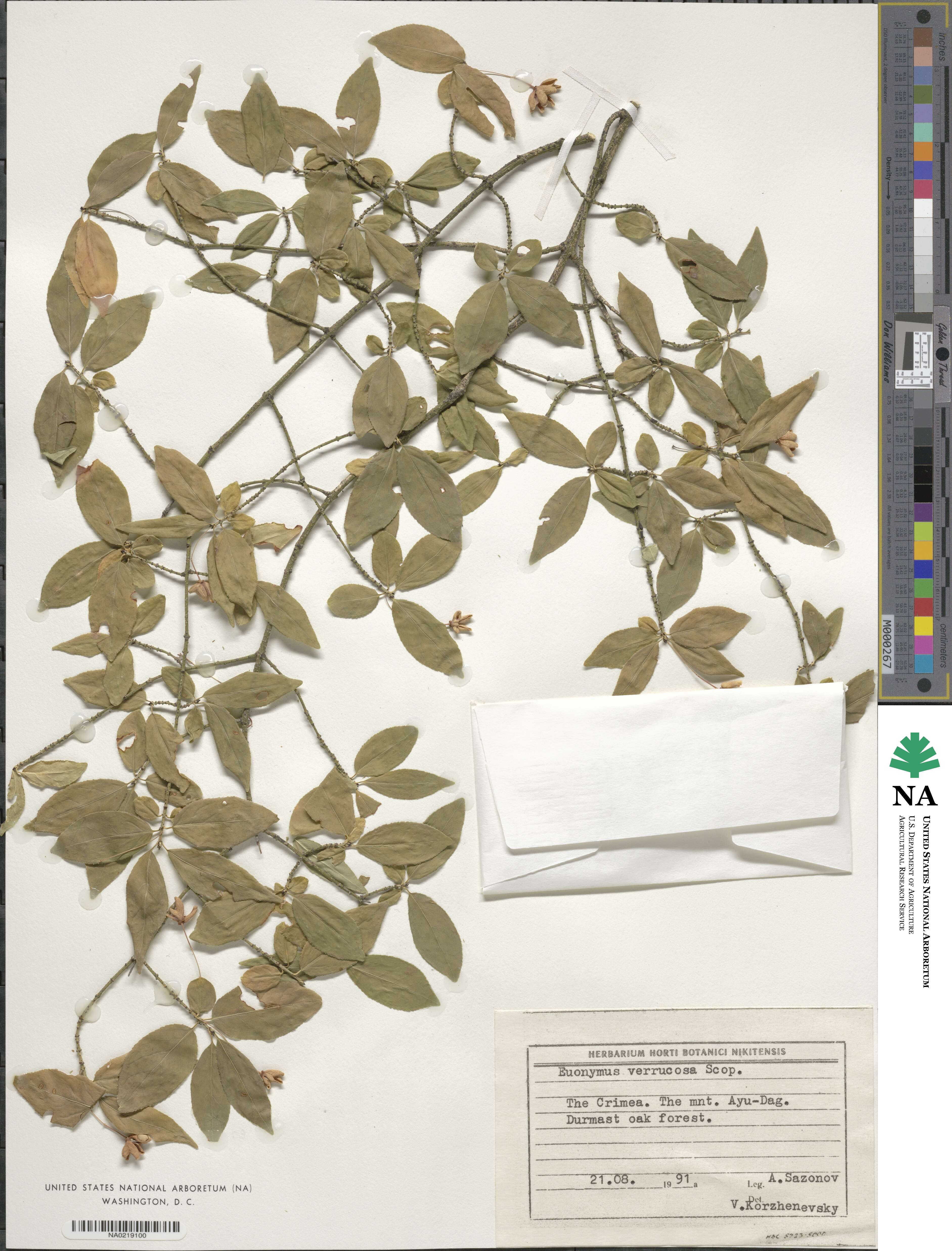 Euonymus verrucosus image