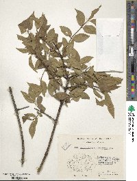 Euonymus verrucosus image