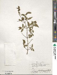 Euonymus verrucosus image