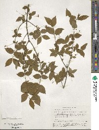 Euonymus verrucosus image