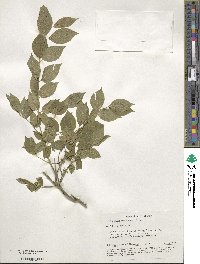 Euonymus verrucosus image