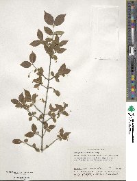 Euonymus verrucosus image