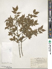 Euonymus verrucosus image