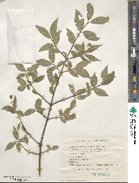 Euonymus verrucosus image