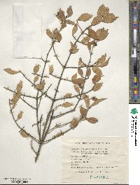 Euonymus verrucosus image