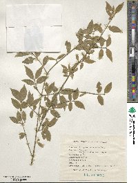 Euonymus verrucosus image