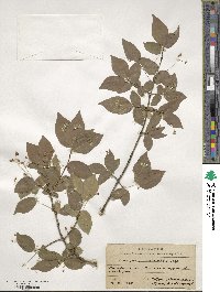 Euonymus verrucosus image