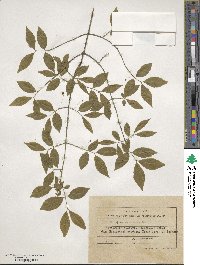 Euonymus verrucosus image