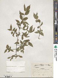 Euonymus verrucosus image