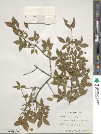 Euonymus verrucosus image