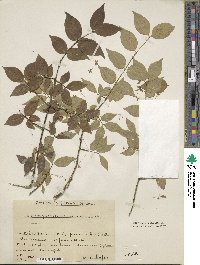 Euonymus verrucosus image