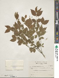 Euonymus verrucosus image