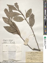 Euonymus acanthocarpus image