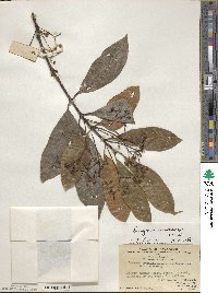 Euonymus acanthocarpus image