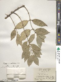 Euonymus acanthocarpus image