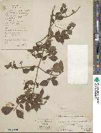 Euonymus alatus image