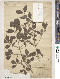 Euonymus alatus image