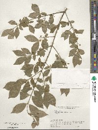 Euonymus alatus image