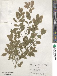 Euonymus alatus image